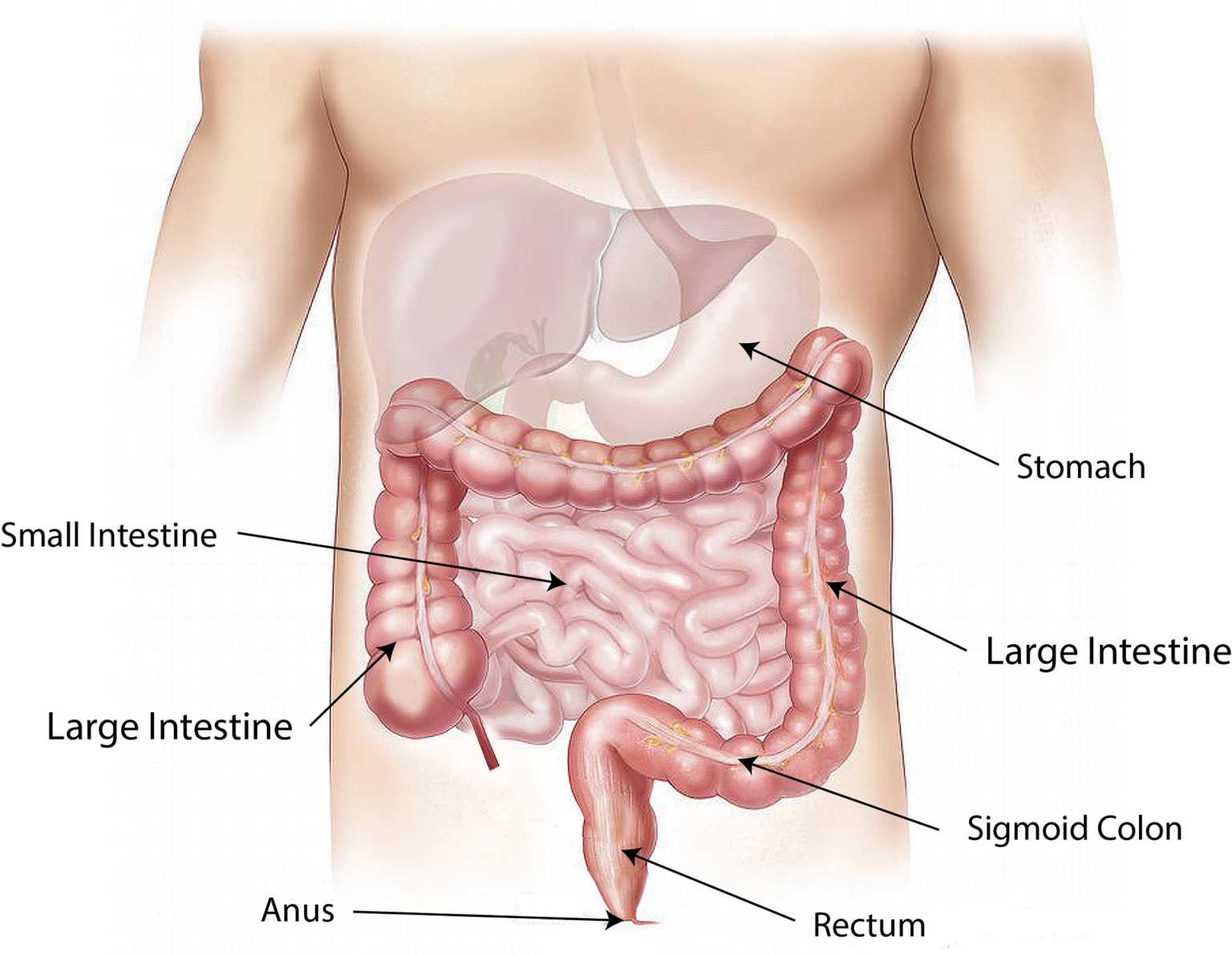 heartburn-during-pregnancy-women-s-health-by-dr-lee-say-fatt